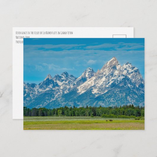 Bison in Grand Teton National Park Briefkaart (Voorkant / Achterkant)