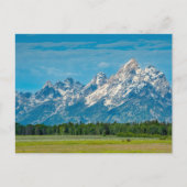 Bison in Grand Teton National Park Briefkaart (Voorkant)