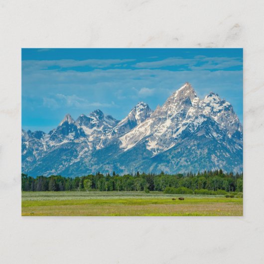 Bison in Grand Teton National Park Briefkaart (Voorkant)