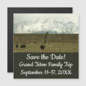 Bison in Grand Teton National Park Fotografie (Voorkant / Achterkant)