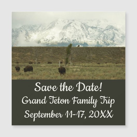 Bison in Grand Teton National Park Fotografie (Voorkant)