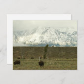 Bison in Grand Teton National Park Fotografie (Voorkant / Achterkant)
