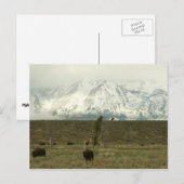 Bison in Grand Teton National Park Fotografie Briefkaart (Voorkant / Achterkant)