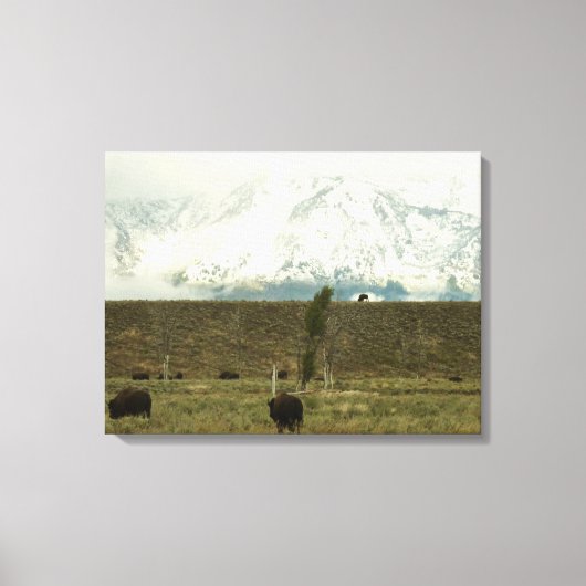 Bison in Grand Teton National Park Fotografie Canvas Afdruk (Voorkant)
