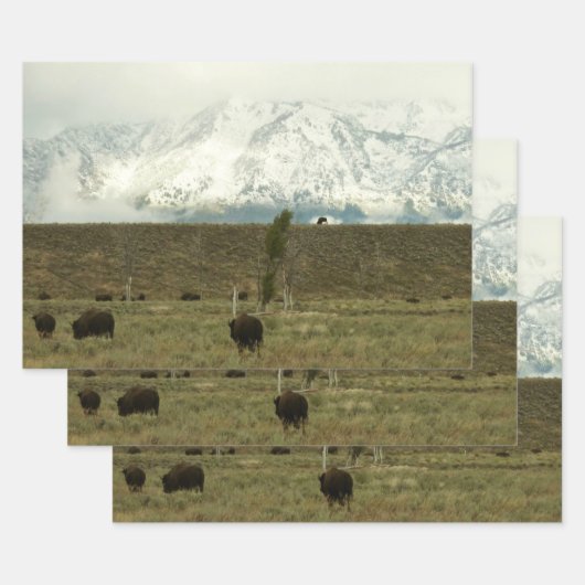 Bison in Grand Teton National Park Fotografie Inpakpapier Vel (Set)