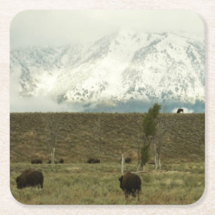 Bison in Grand Teton National Park Fotografie Kartonnen Onderzetters