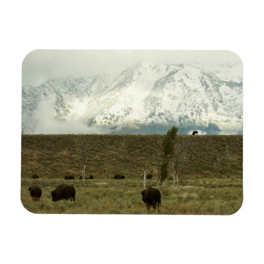Bison in Grand Teton National Park Fotografie Magneet (Horizontaal)