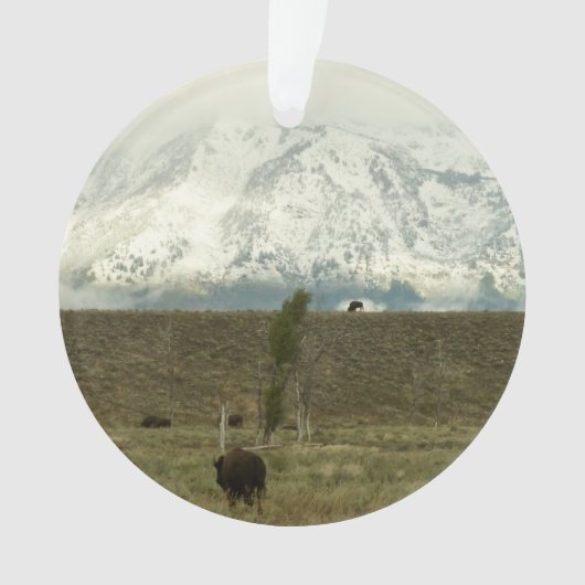 Bison in Grand Teton National Park Fotografie Ornament (voorkant)