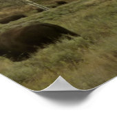 Bison in Grand Teton National Park Fotografie Poster (Hoek)