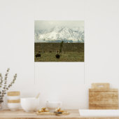 Bison in Grand Teton National Park Fotografie Poster (Keuken)