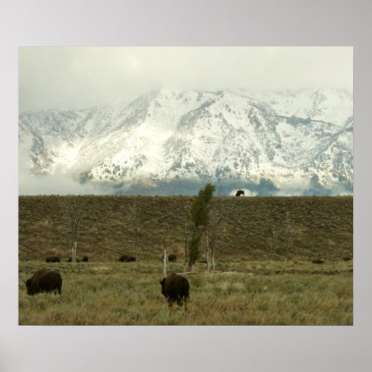 Bison in Grand Teton National Park Fotografie Poster (Voorkant)