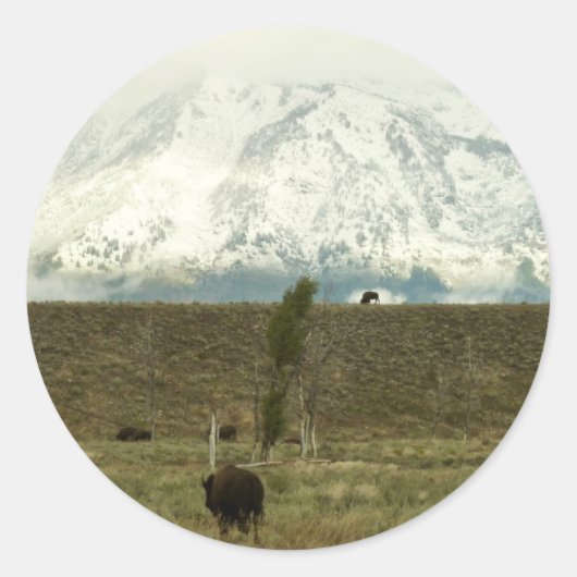 Bison in Grand Teton National Park Fotografie Ronde Sticker (Voorkant)