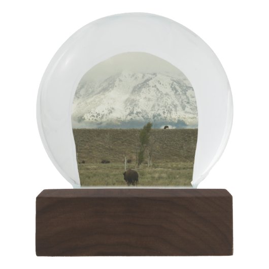 Bison in Grand Teton National Park Fotografie Sneeuwbol (Voorkant)