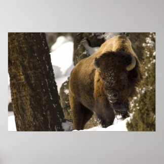 Bison in het Nationaal Park Lamar Valley Yellowsto Poster