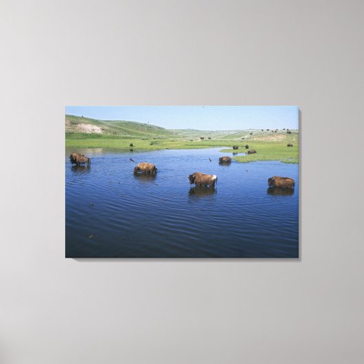 Bison in water met een groot aantal kliefslikken canvas afdruk (Voorkant)