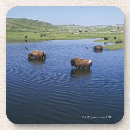 Bison in water met een groot aantal kliefslikken onderzetter (Voorkant)