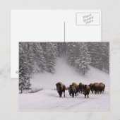 Bison in Winter Briefkaart (Voorkant / Achterkant)