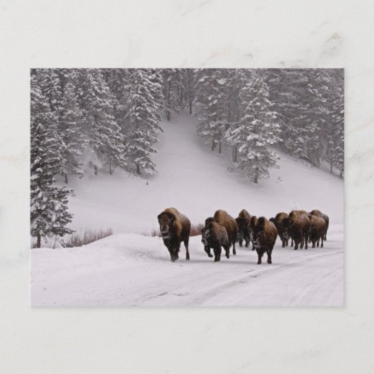 Bison in Winter Briefkaart (Voorkant)