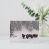Bison in Winter Briefkaart (Staand voorkant)