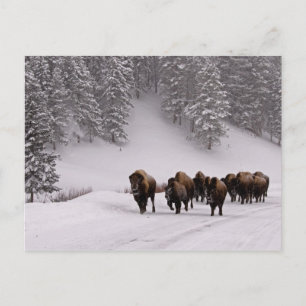 Bison in Winter Briefkaart