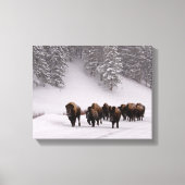 Bison in Winter Canvas Afdruk (Voorkant)