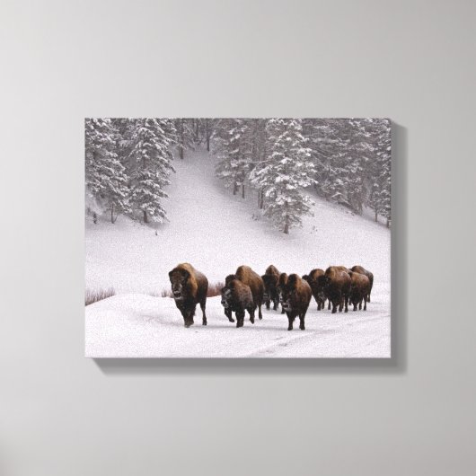 Bison in Winter Canvas Afdruk (Voorkant)