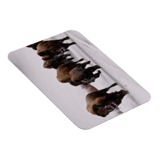 Bison in Winter Magneet (Rechterzijde)