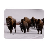 Bison in Winter Magneet (Horizontaal)