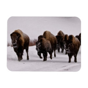 Bison in Winter Magneet