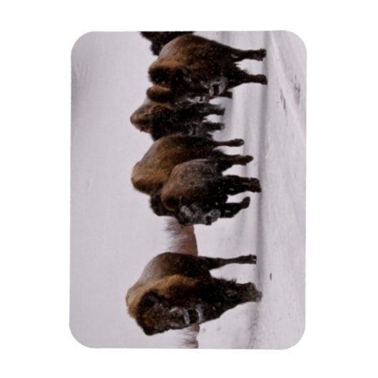 Bison in Winter Magneet (Verticaal)
