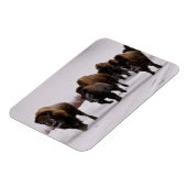 Bison in Winter Magneet (Linkerzijde)