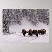 Bison in Winter Poster (Voorkant)