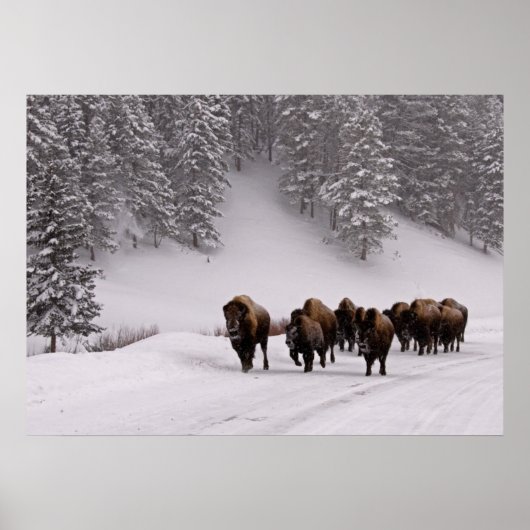 Bison in Winter Poster (Voorkant)
