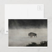 Bison in Winter Yellowstone Briefkaart (Voorkant / Achterkant)