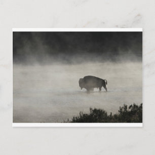 Bison in Winter Yellowstone Briefkaart