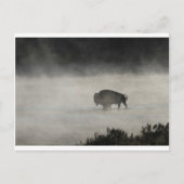 Bison in Winter Yellowstone Briefkaart (Voorkant)