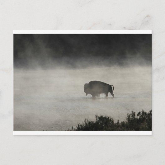 Bison in Winter Yellowstone Briefkaart (Voorkant)