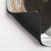 Bison in Winter Yellowstone National Park Muismat (Hoek)