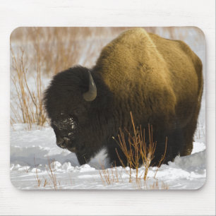 Bison in Winter Yellowstone National Park Muismat