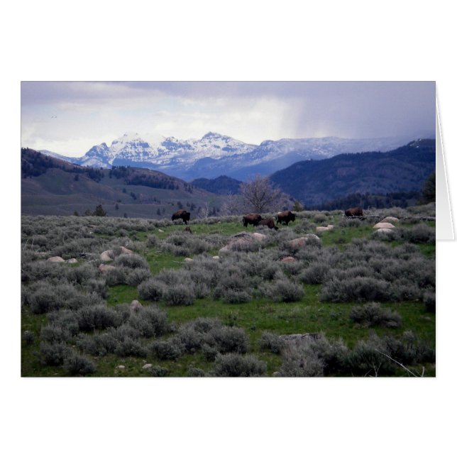 Bison in Yellowstone (Voorkant Horizontaal)