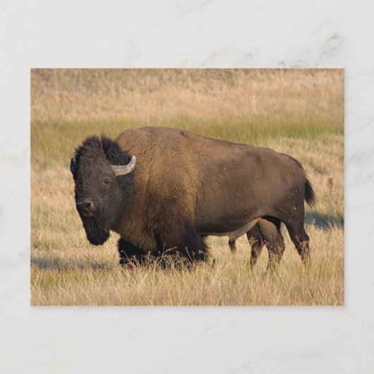 Bison in Yellowstone Briefkaart (Voorkant)
