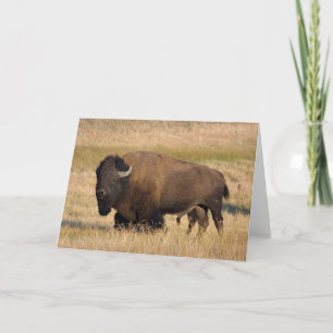 Bison in Yellowstone Kaart