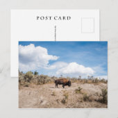 Bison in Yellowstone National Park Briefkaart (Voorkant / Achterkant)