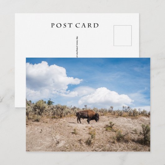 Bison in Yellowstone National Park Briefkaart (Voorkant / Achterkant)