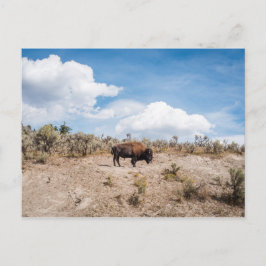 Bison in Yellowstone National Park Briefkaart