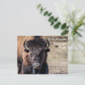 Bison in Yellowstone National Park Briefkaart (Staand voorkant)
