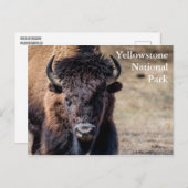 Bison in Yellowstone National Park Briefkaart (Voorkant / Achterkant)