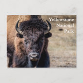 Bison in Yellowstone National Park Briefkaart (Voorkant)