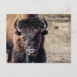 Bison in Yellowstone National Park Briefkaart