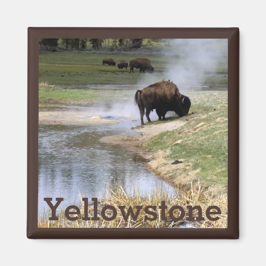 Bison in Yellowstone National Park Magneet (Voorkant)